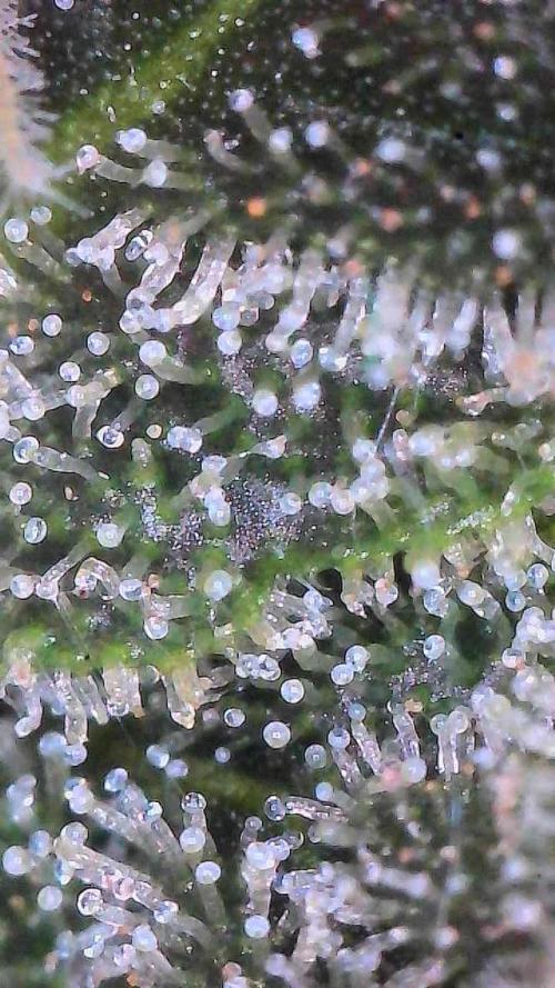 Bruce Banner 3- Autopot v Airpots. Week 11 - BB1-Day 71