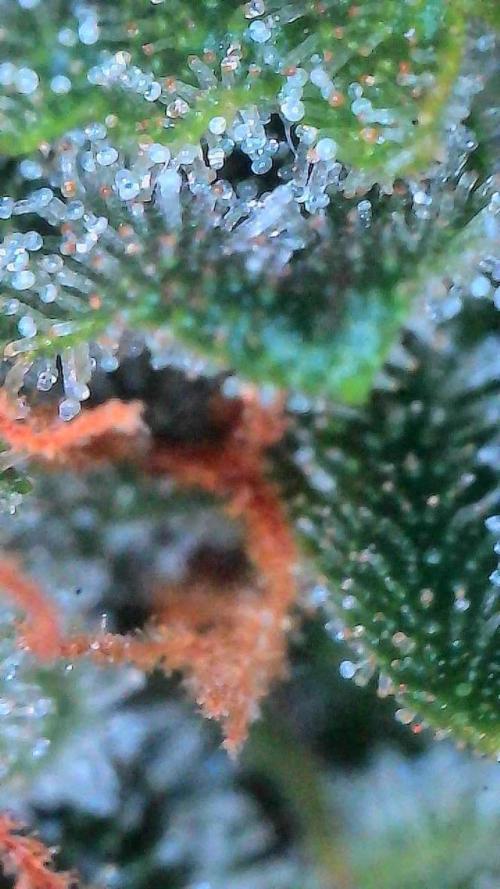 Bruce Banner 3- Autopot v Airpots. Week 11 - BB1-Day 71