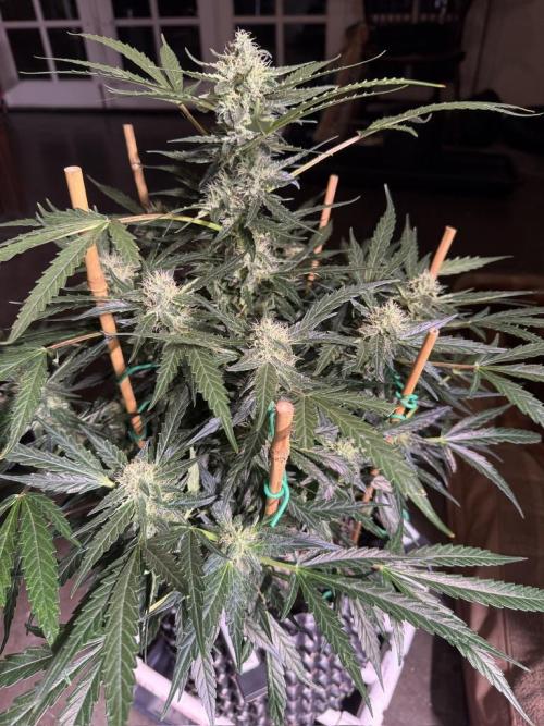 Bruce Banner 3- Autopot v Airpots. Week 11 - BB2-Day 71