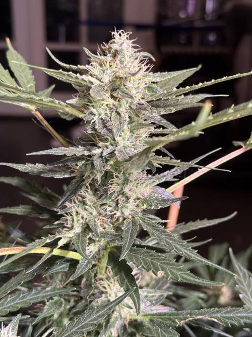 Bruce Banner 3- Autopot v Airpots. Week 11 - BB2-Day 71