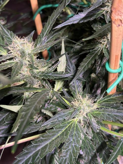Bruce Banner 3- Autopot v Airpots. Week 11 - BB2-Day 71
