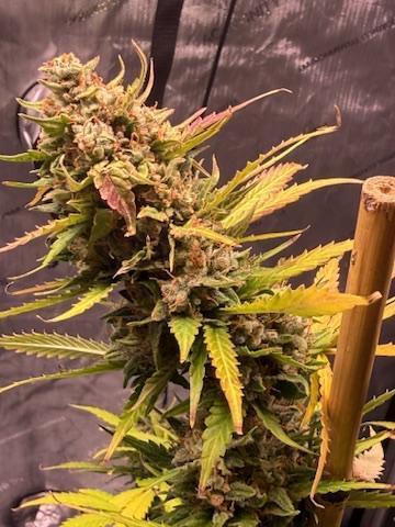 Bruce Banner 3- Autopot v Airpots. Week 11 - BB1-Day 72