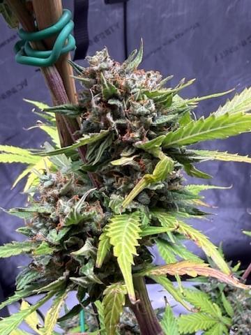 Bruce Banner 3- Autopot v Airpots. Week 11 - BB1-Day 72