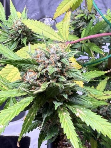 Bruce Banner 3- Autopot v Airpots. Week 11 - BB1-Day 72
