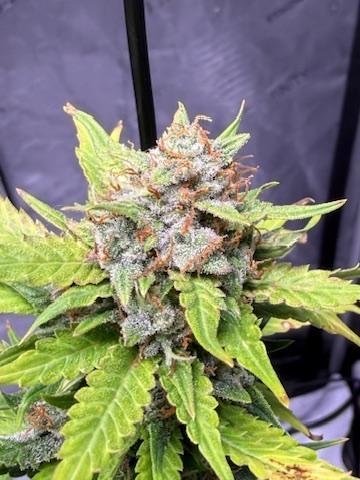 Bruce Banner 3- Autopot v Airpots. Week 11 - BB1-Day 72