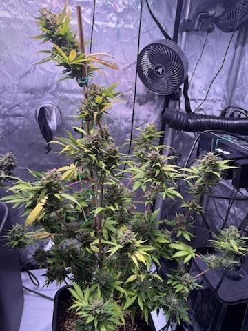 Bruce Banner 3- Autopot v Airpots. Week 11 - BB1-Day 72