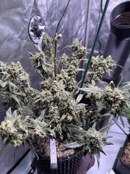 Jack Herer Auto. Week 12 - Day 80