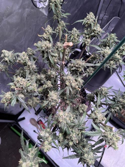 Jack Herer Auto. Week 12 - Day 80