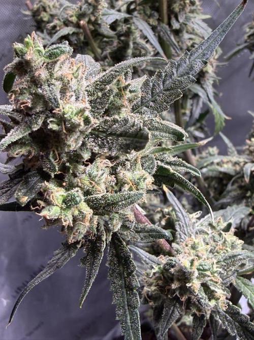 Jack Herer Auto. Week 12 - Day 80