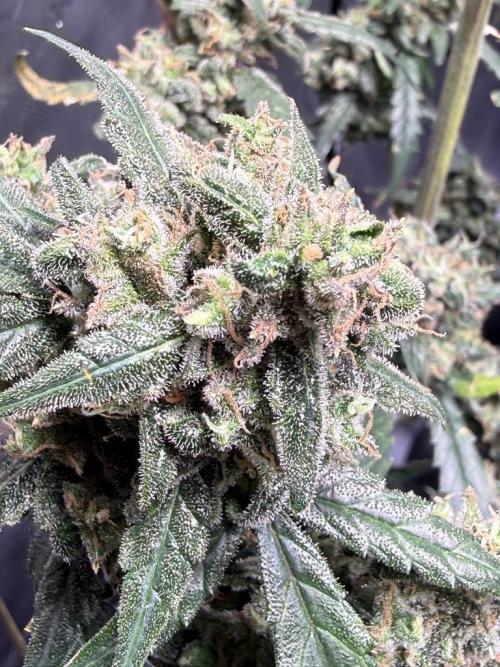 Jack Herer Auto. Week 12 - Day 80