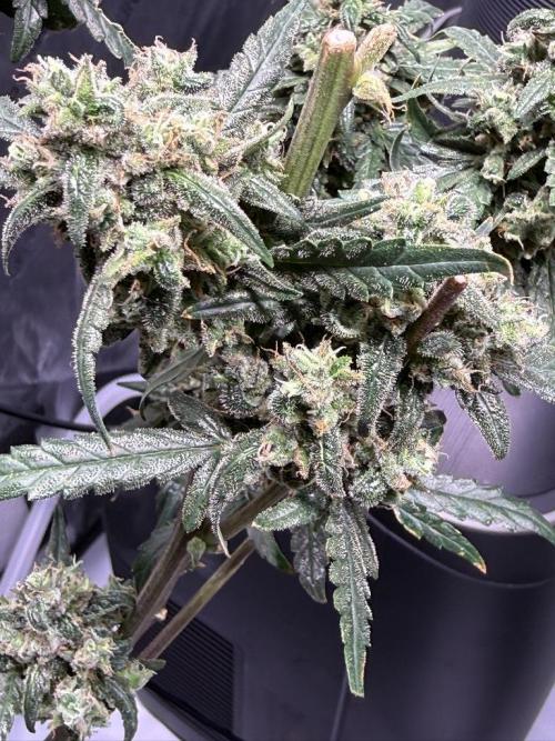 Jack Herer Auto. Week 12 - Day 80
