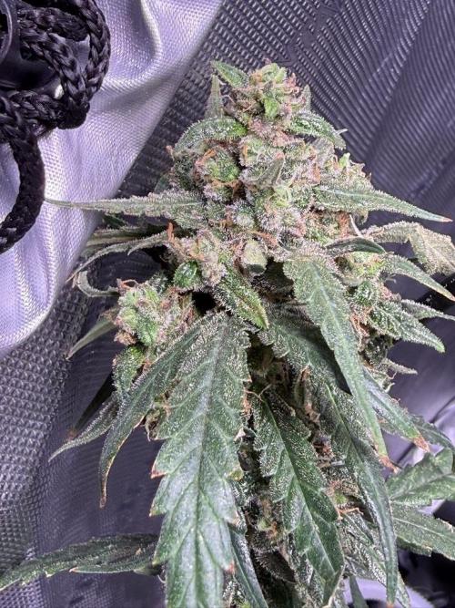 Jack Herer Auto. Week 12 - Day 80