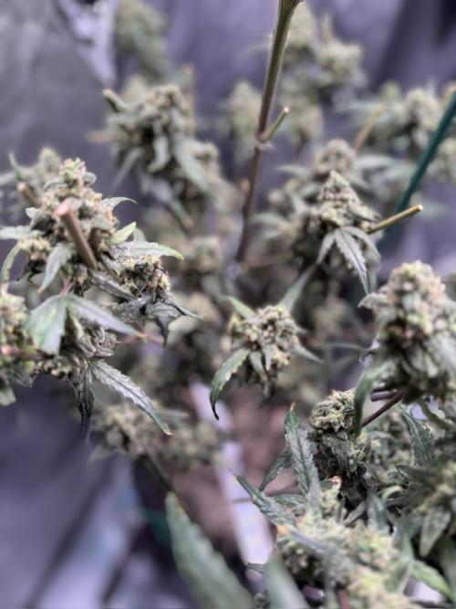 Jack Herer Auto. Week 12 - Day 80
