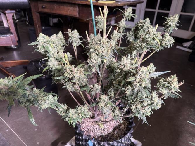 Jack Herer Auto. Week 12 - Day 82