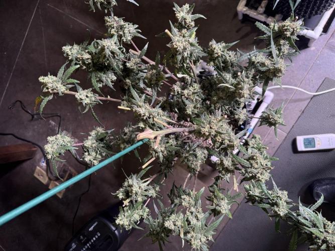 Jack Herer Auto. Week 12 - Day 82