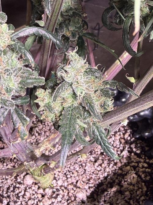 Jack Herer Auto. Week 12 - Day 82