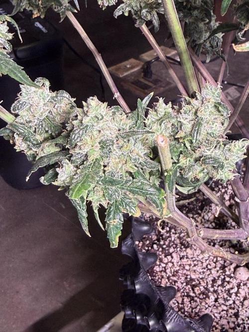 Jack Herer Auto. Week 12 - Day 82