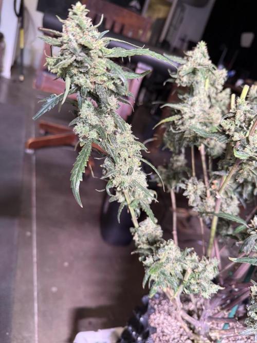 Jack Herer Auto. Week 12 - Day 82