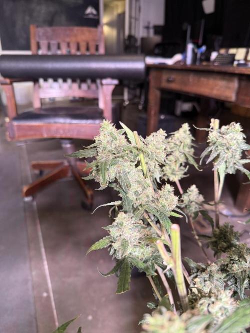 Jack Herer Auto. Week 12 - Day 82