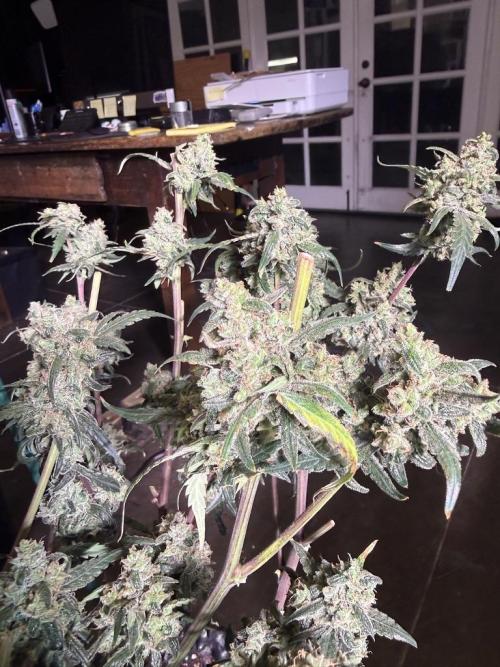 Jack Herer Auto. Week 12 - Day 82