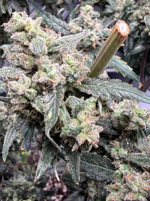 Jack Herer Auto. Week 12 - Day 83