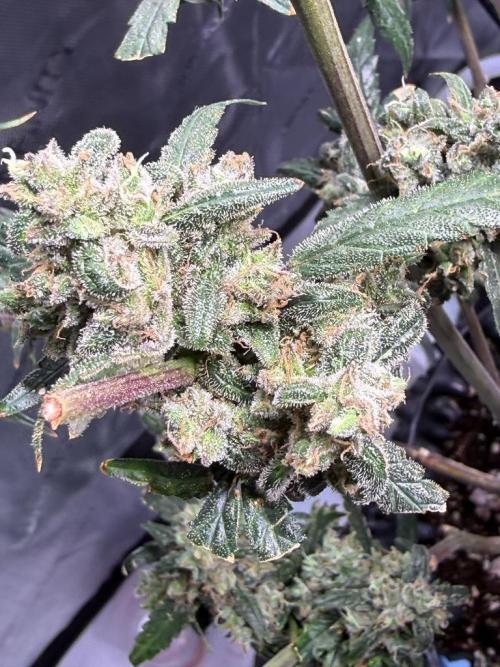 Jack Herer Auto. Week 12 - Day 83