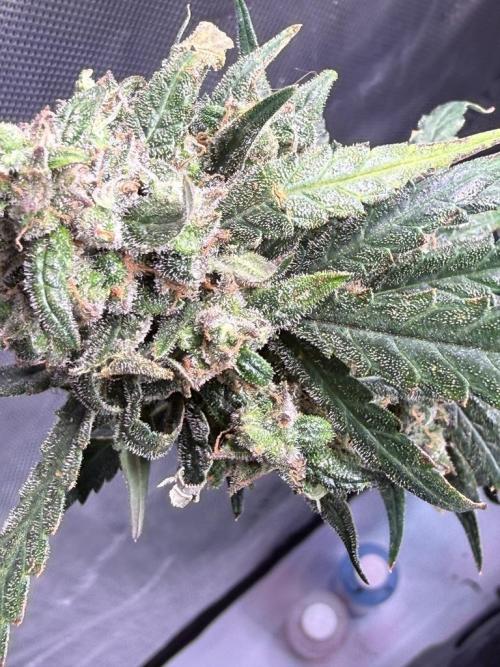 Jack Herer Auto. Week 12 - Day 83