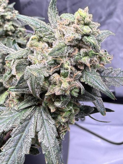 Jack Herer Auto. Week 12 - Day 83