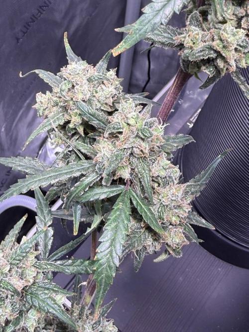 Jack Herer Auto. Week 12 - Day 83