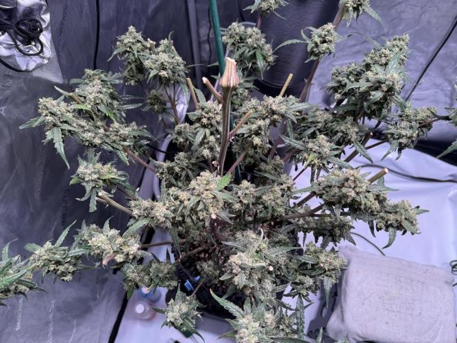 Jack Herer Auto. Week 12 - Day 83