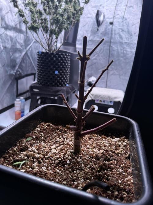 Jack Herer Auto. Week 12 - Day 83