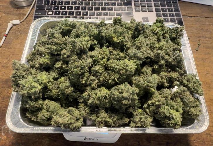 Jack Herer Auto. Week 12 -  Day 83-Harvest