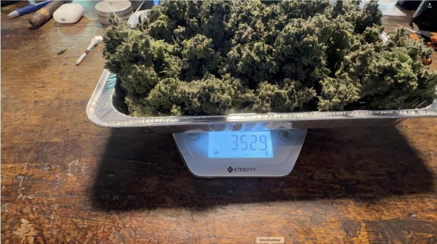 Jack Herer Auto. Week 12 - Day 83-Harvest wet weight