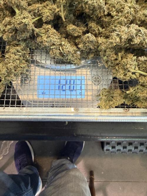 Jack Herer Auto. Week 13 - Day 72-First Cut Top of Plant