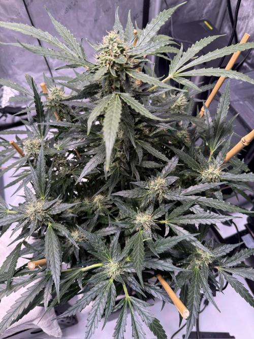 Bruce Banner 3- Autopot v Airpots. Week 11 - BB2-Day 73