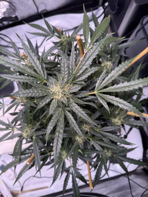 Bruce Banner 3- Autopot v Airpots. Week 11 - BB2-Day 73
