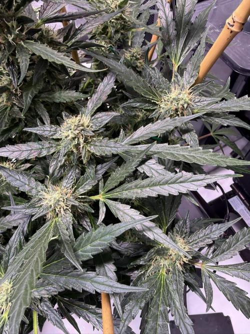 Bruce Banner 3- Autopot v Airpots. Week 11 - BB2-Day 73