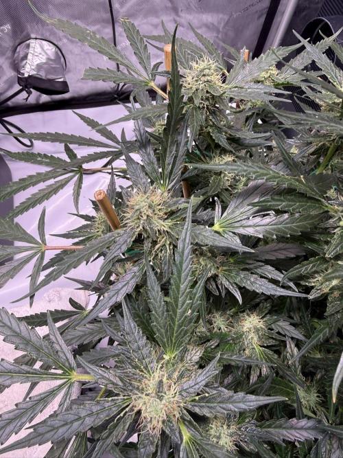 Bruce Banner 3- Autopot v Airpots. Week 11 - BB2-Day 73