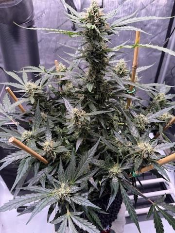 Bruce Banner 3- Autopot v Airpots. Week 11 - BB2-Day 75