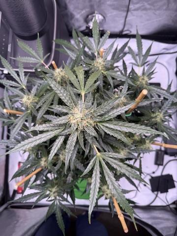Bruce Banner 3- Autopot v Airpots. Week 11 - BB2-Day 75