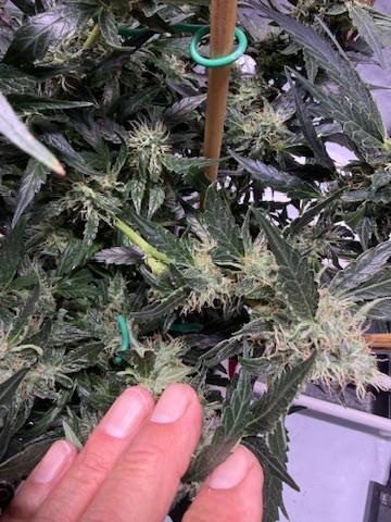 Bruce Banner 3- Autopot v Airpots. Week 11 - BB2-Day 75