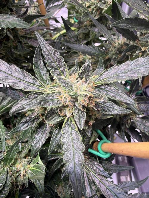 Bruce Banner 3- Autopot v Airpots. Week 11 - Day 77