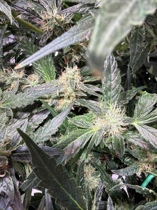 Bruce Banner 3- Autopot v Airpots. Week 11 - Day 77