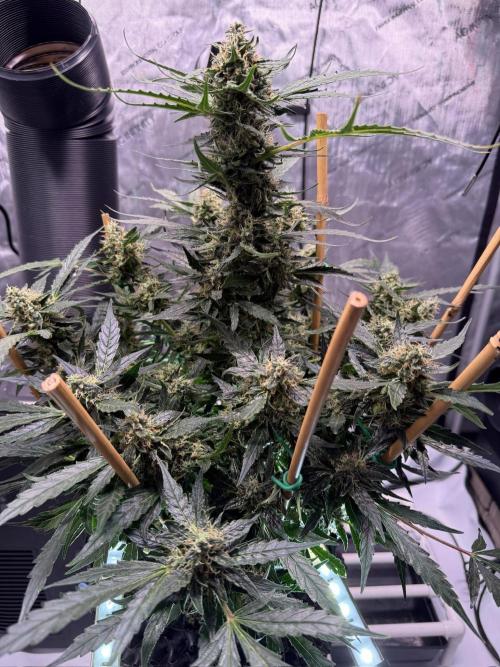 Bruce Banner 3- Autopot v Airpots. Week 11 - Day 77