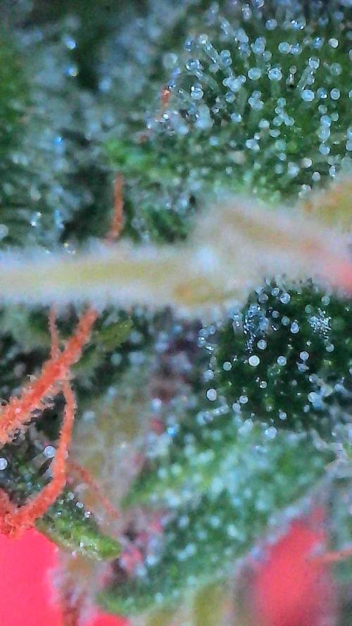 Bruce Banner 3- Autopot v Airpots. Week 11 - Day 77