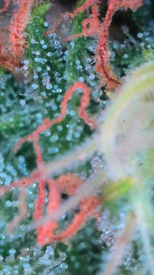Bruce Banner 3- Autopot v Airpots. Week 11 - Day 77