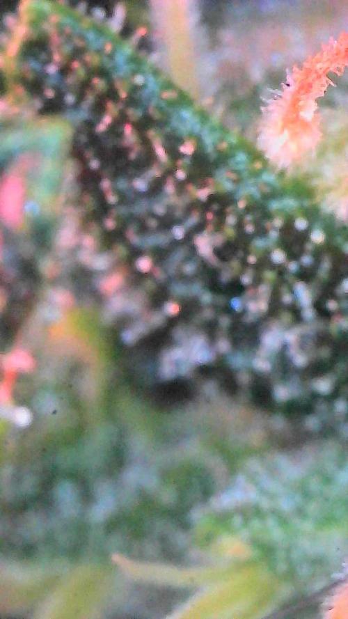 Bruce Banner 3- Autopot v Airpots. Week 11 - Day 77