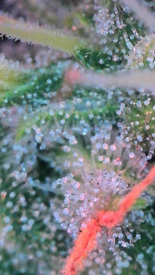 Bruce Banner 3- Autopot v Airpots. Week 11 - Day 77