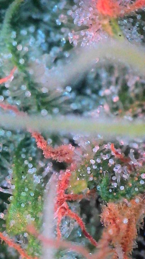 Bruce Banner 3- Autopot v Airpots. Week 11 - Day 77