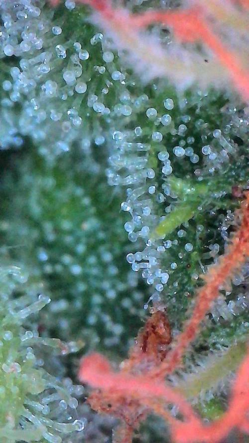 Bruce Banner 3- Autopot v Airpots. Week 11 - Day 77